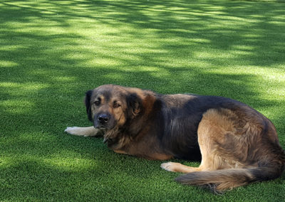 Dog Turf 8