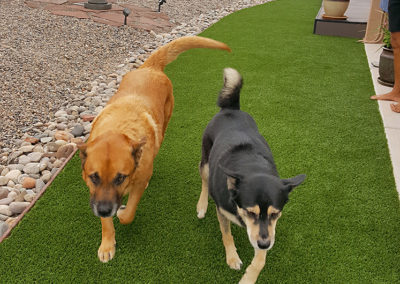 Pet Turf