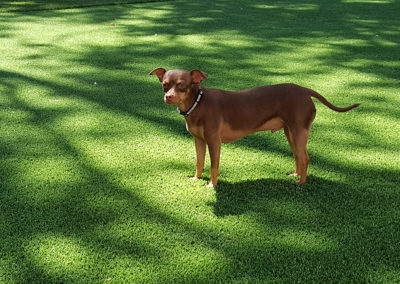 Dog Turf 7
