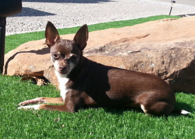 Dog Turf 5