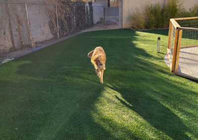 Dog Turf 9