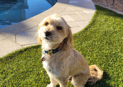 Dog Turf 4