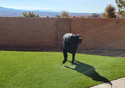 Dog Turf 10